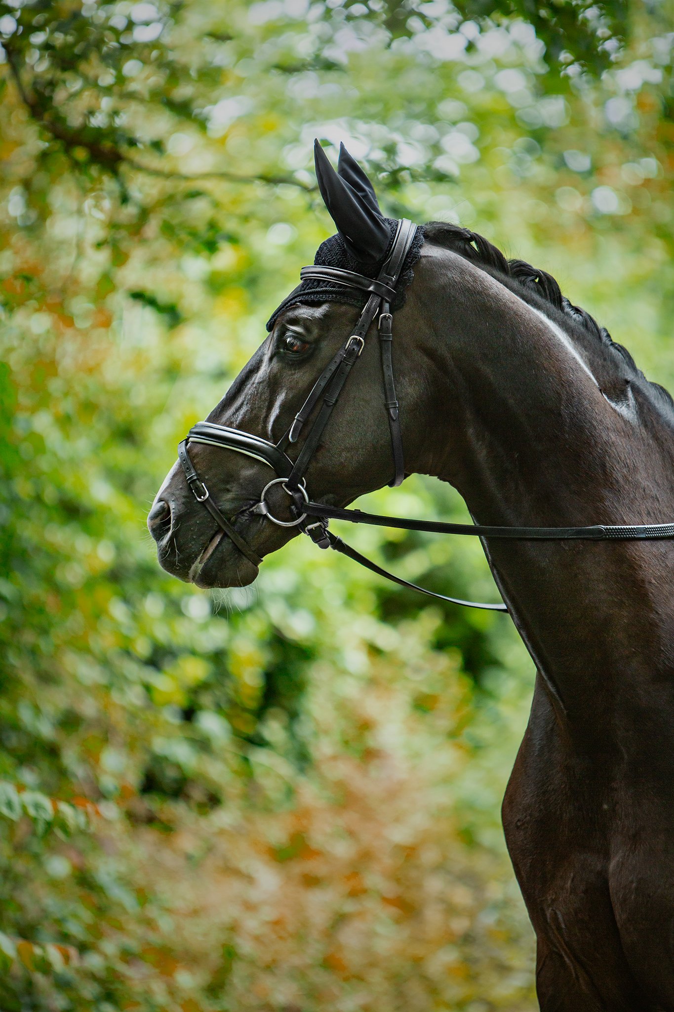 equine_horse_dressage_donna_elizabethg_fineart_photographer_kingslangley_hertfordshire (8).jpg