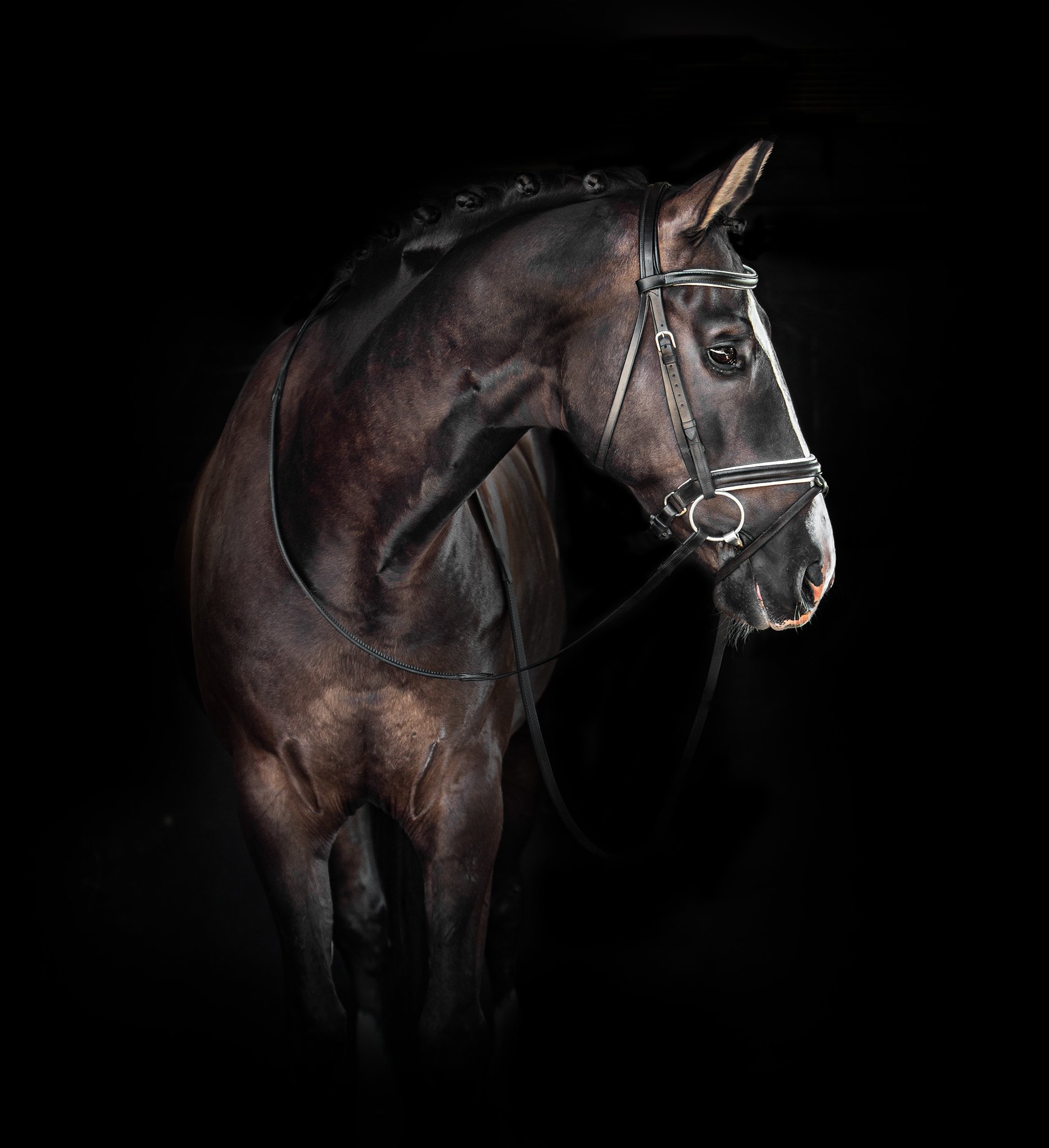 equine_horse_dressage_donna_elizabethg_fineart_photographer_kingslangley_hertfordshire (2).jpg