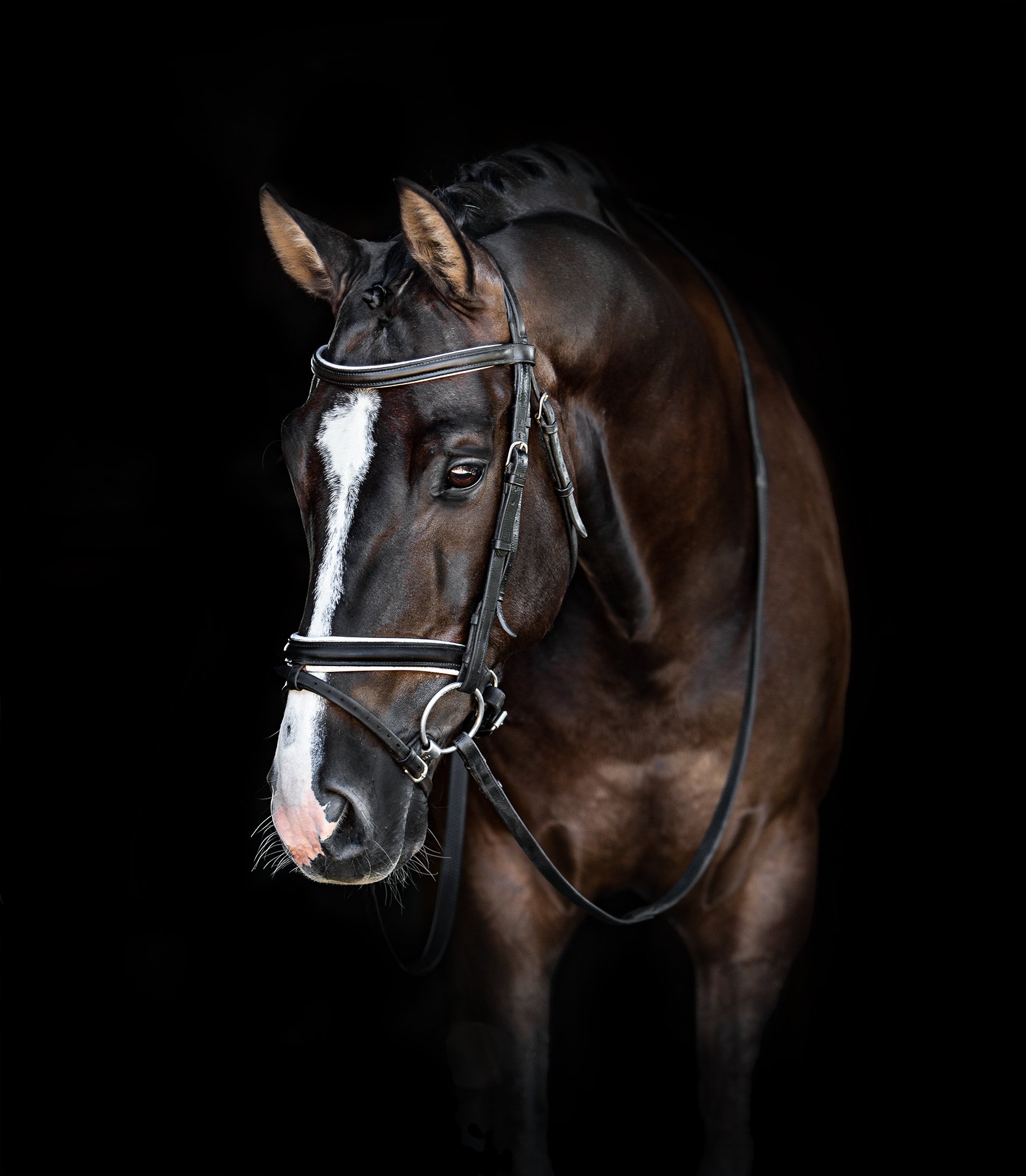 equine_horse_dressage_donna_elizabethg_fineart_photographer_kingslangley_hertfordshire (1).jpg