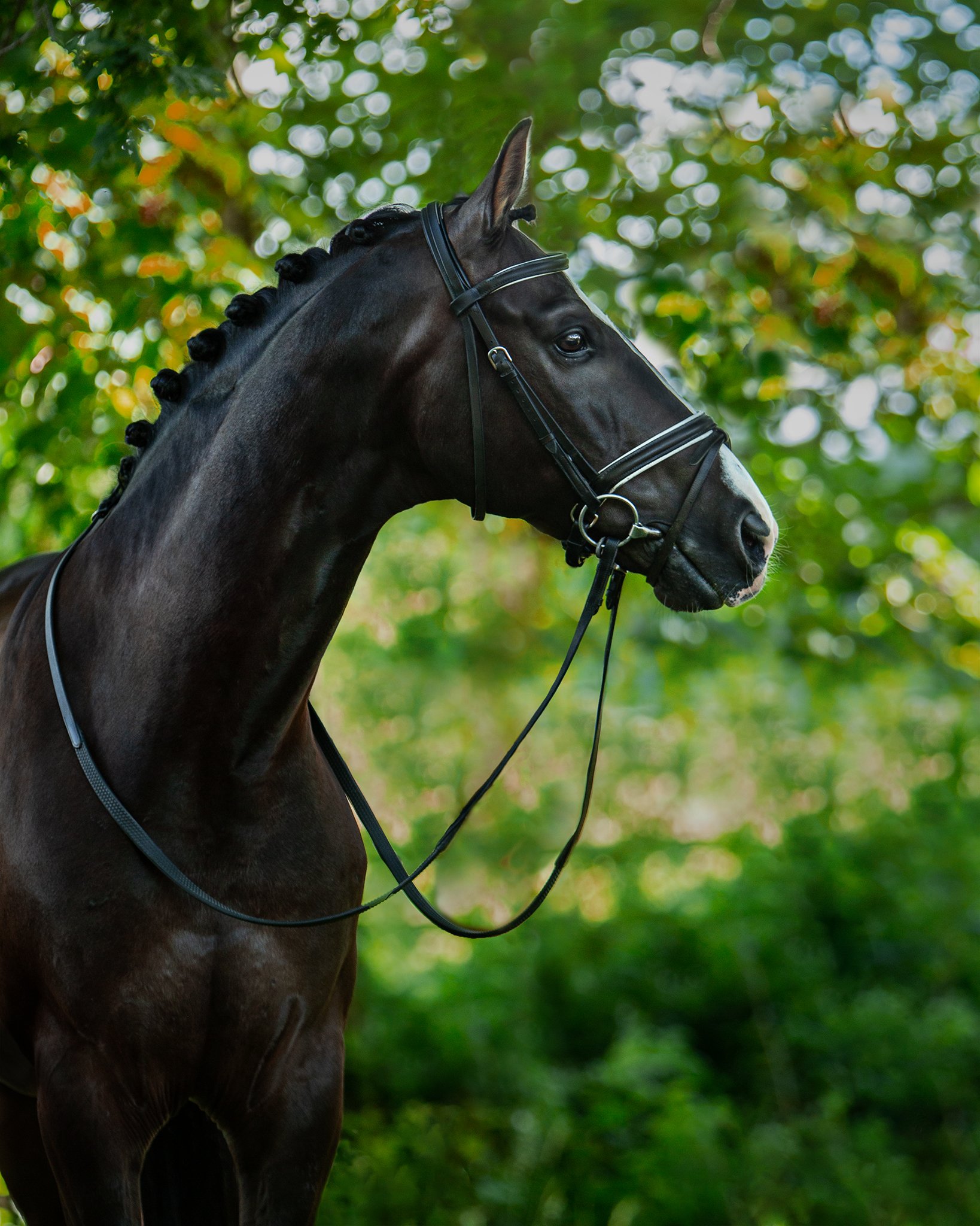 equine_horse_dressage_donna_elizabethg_fineart_photographer_kingslangley_hertfordshire (3).jpg