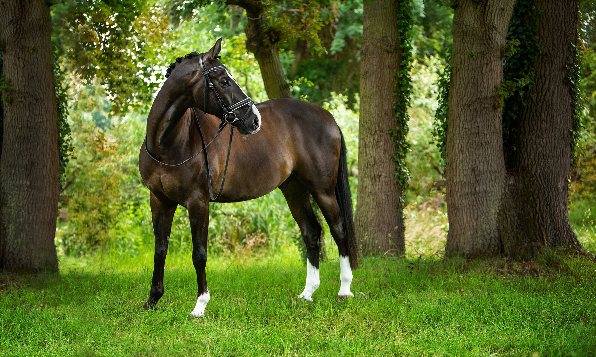 equine_horse_dressage_donna_elizabethg_fineart_photographer_kingslangley_hertfordshire (7).jpg