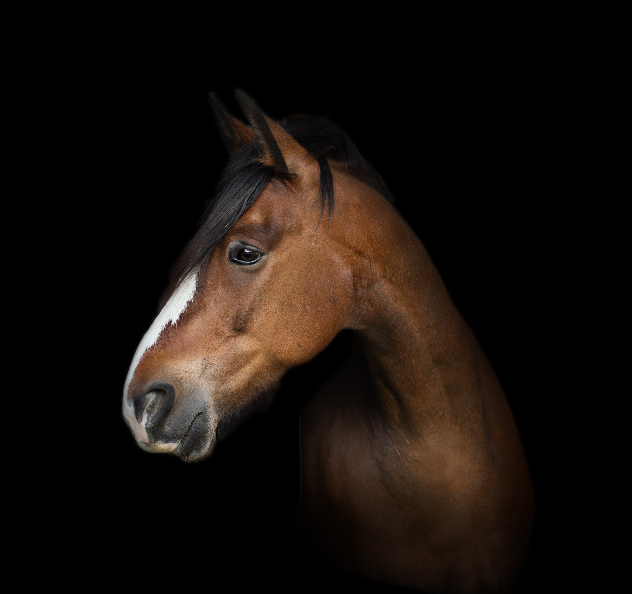 horse_equine_22_elizabethg_fineart_photographer_kingslangley_hertfordshire (1).jpg