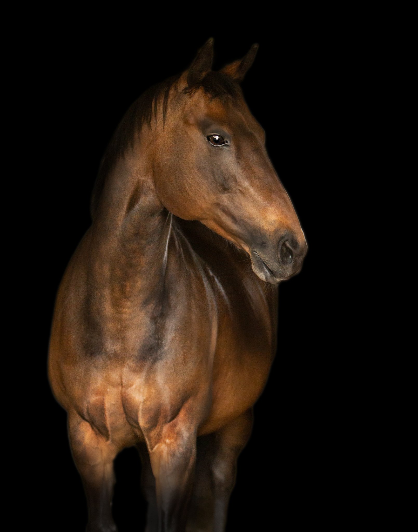 horse_equine_22_elizabethg_fineart_photographer_kingslangley_hertfordshire (2).jpg