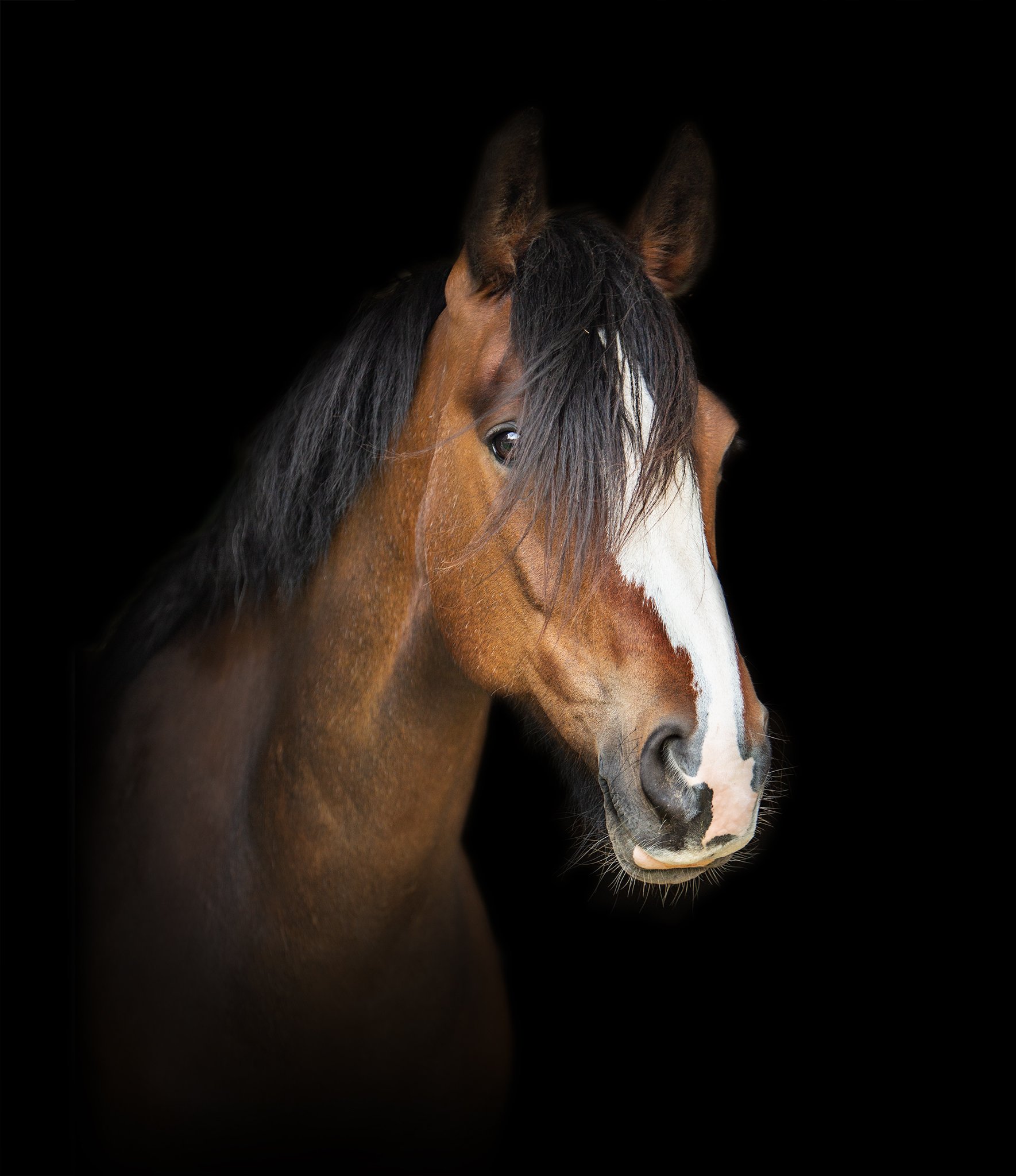horse_equine_22_elizabethg_fineart_photographer_kingslangley_hertfordshire.jpg