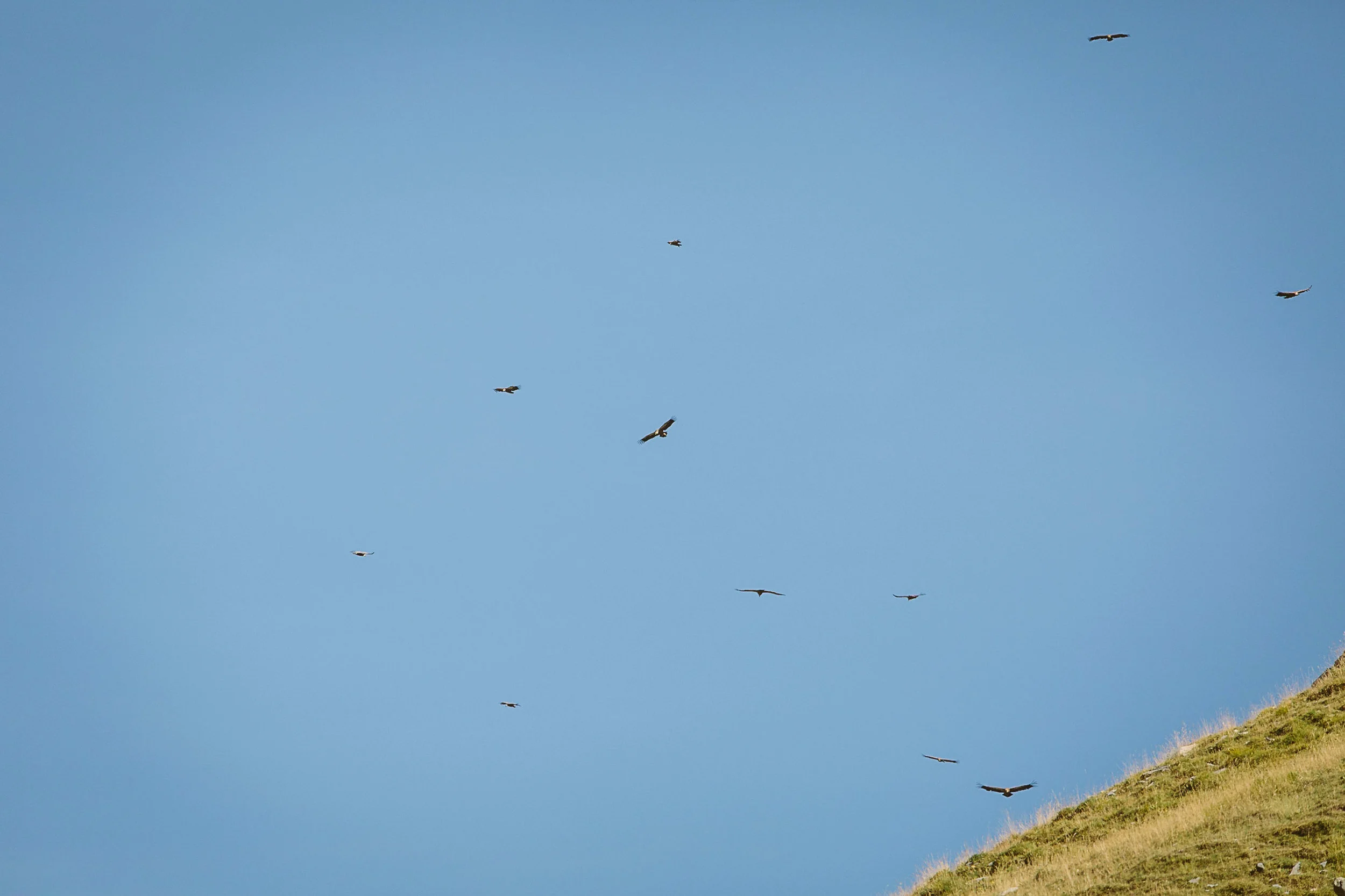 A kettle of vultures (look it up...)