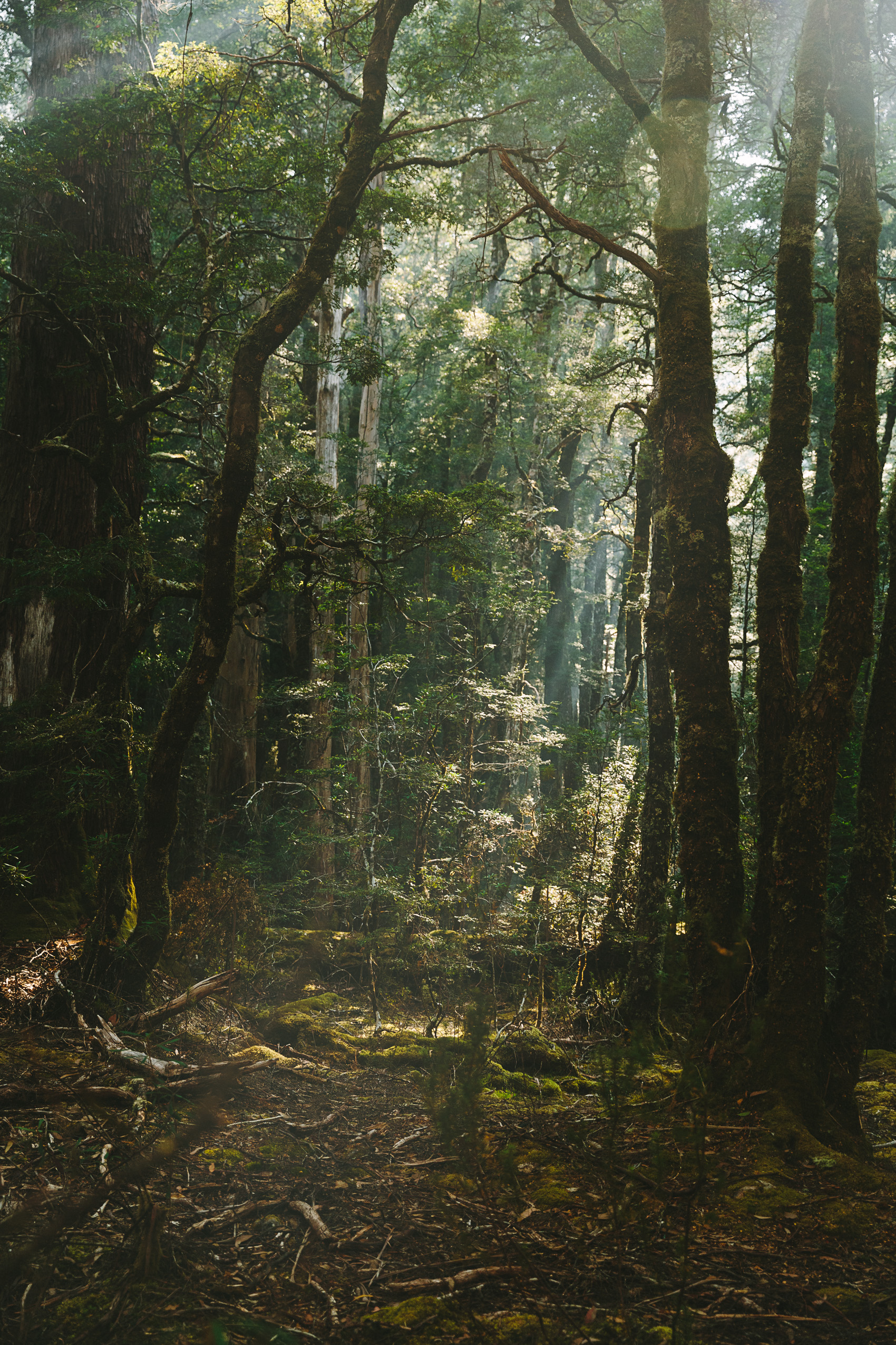 A forest on Tasmania