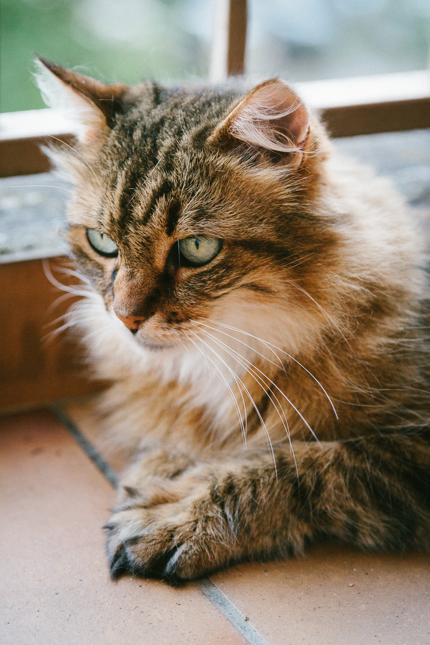 Our neighbours' cat Lynx was the model for the threatening claws in the composite