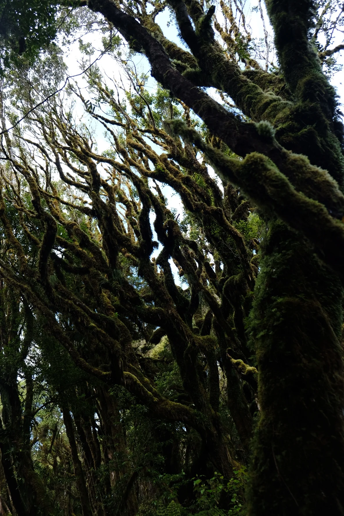 Te Araroa part 7: Limping home for Christmas