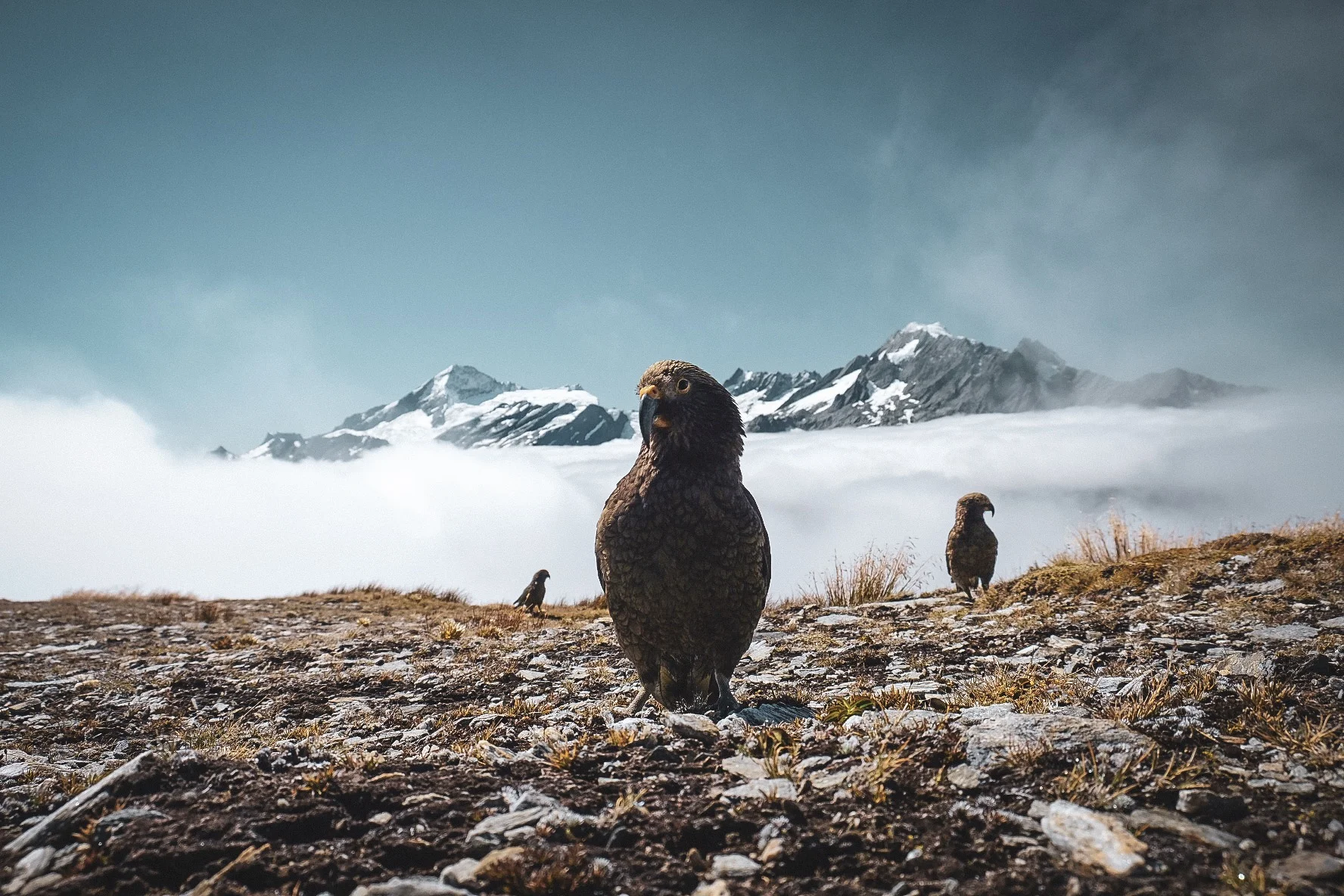 ​Te Araroa part 19: Help, a parrot is eating my tent!