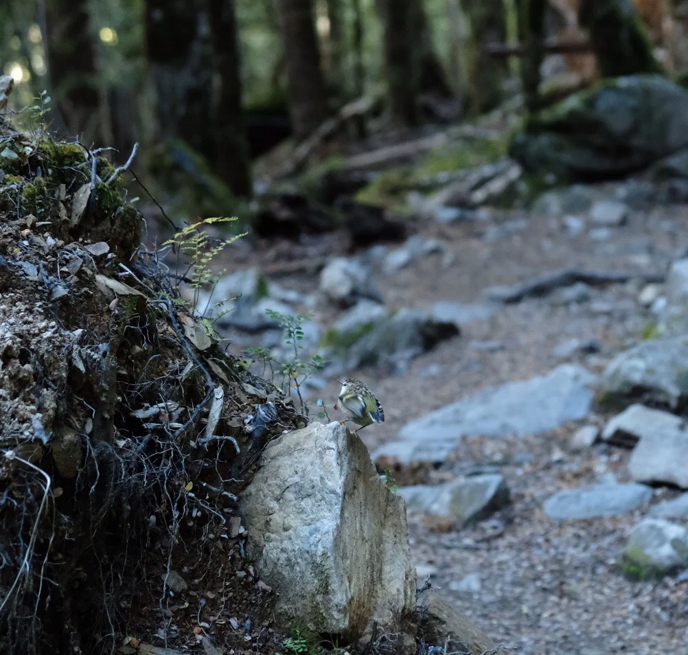 The coolest bird in the whole forest! Small, chubby, and fond of hopping around! It’s a rifleman, hurray!