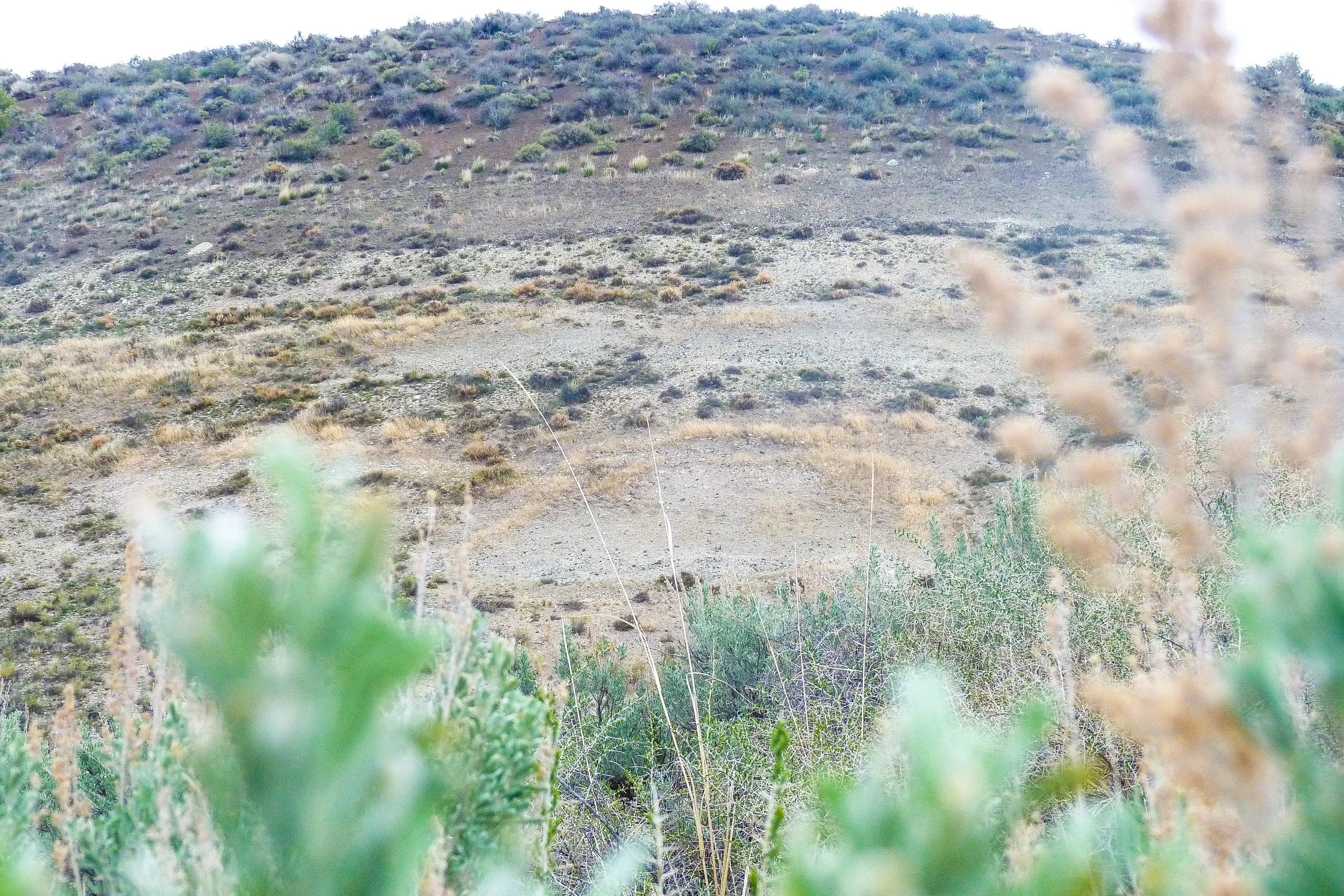 It's trying to green up like spring but the dry winter hasn't brought the normal growth yet.
