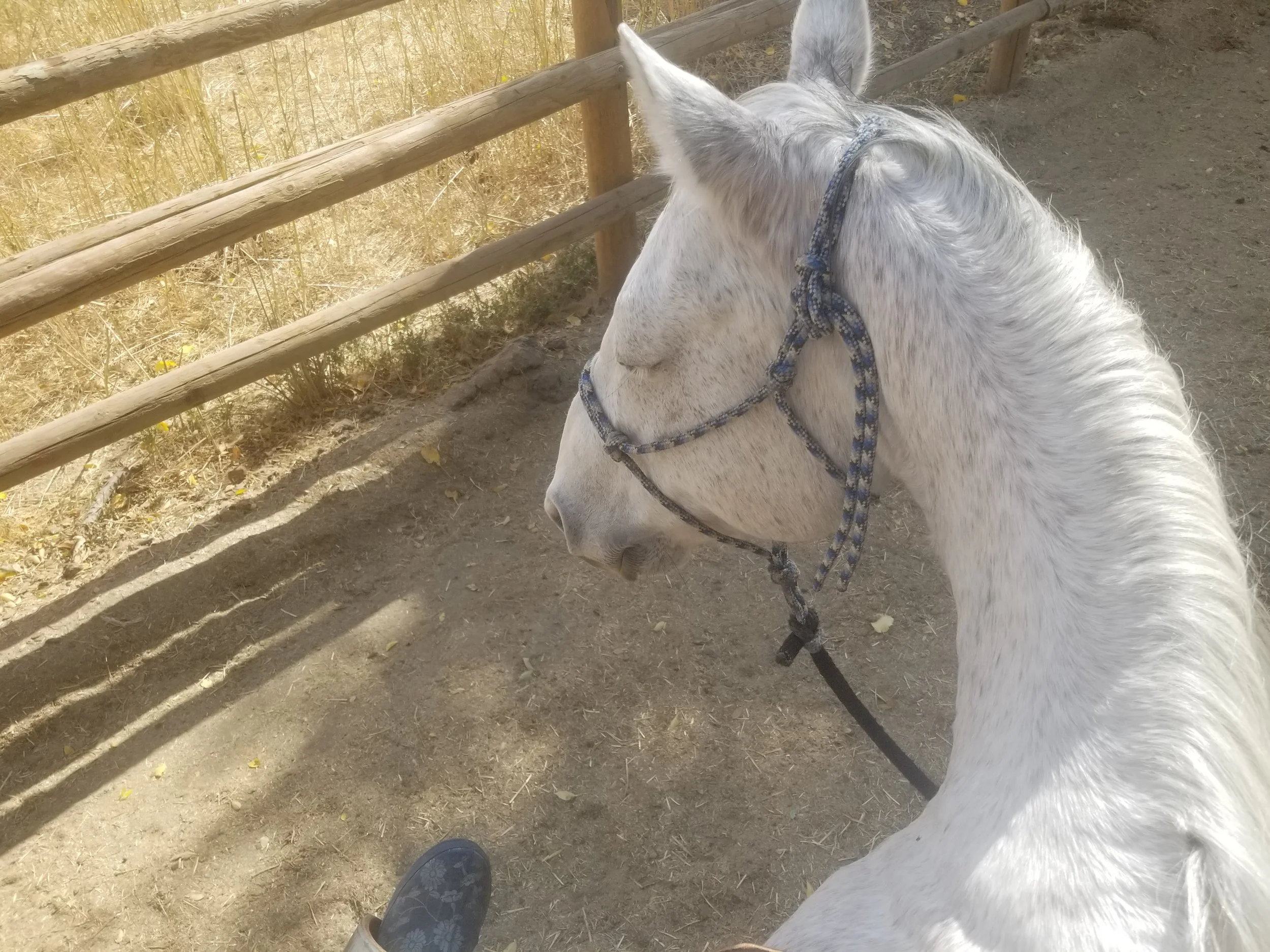 When your model is probably more cowboy than you, but hop on to ensure this isn’t the one time your “good” horse is a jerk.