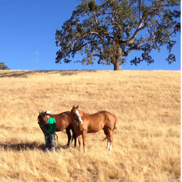 #WesternWomenWednesday, Diana Balhorn, DB Braiding, Australia