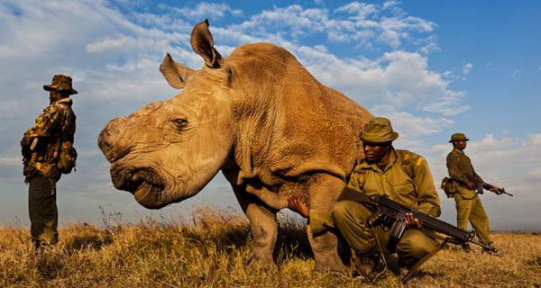 Rhino.jpg