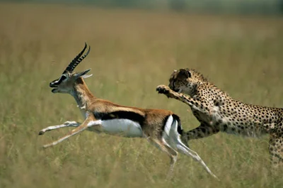 cheetah-and-gazelle1.jpg
