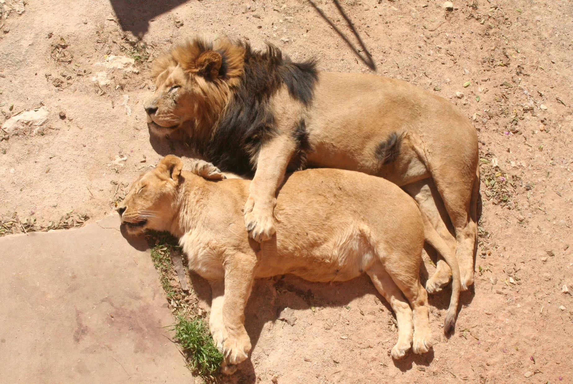 lions.jpg