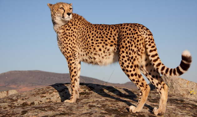 cheetah2.png