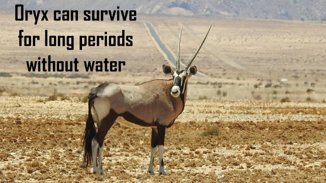oryx2text.jpg