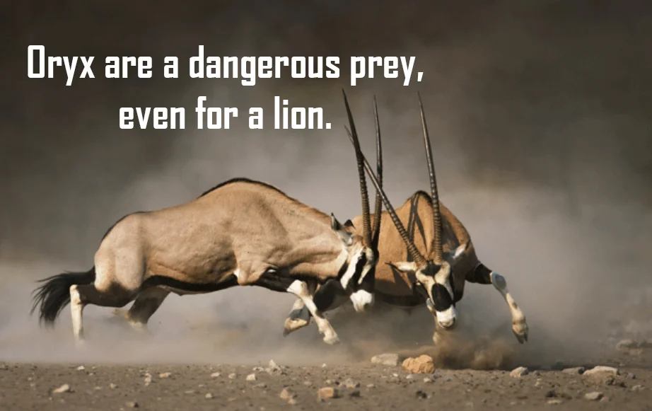 oryxprey.jpg