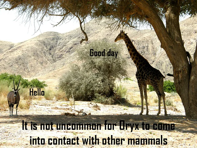 oryxgiraffe.jpg