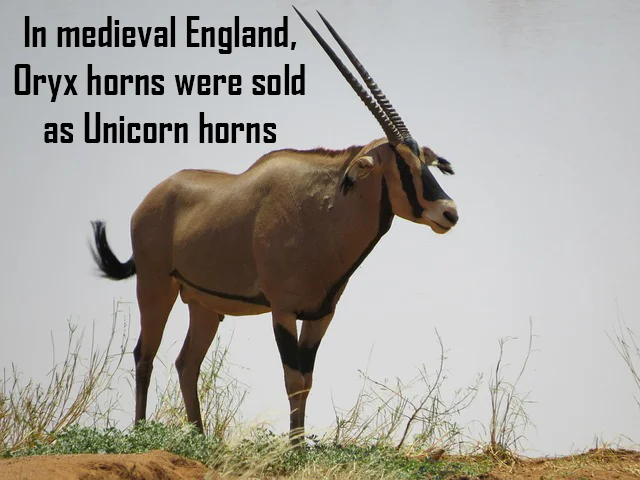 oryxunicorn2.jpg
