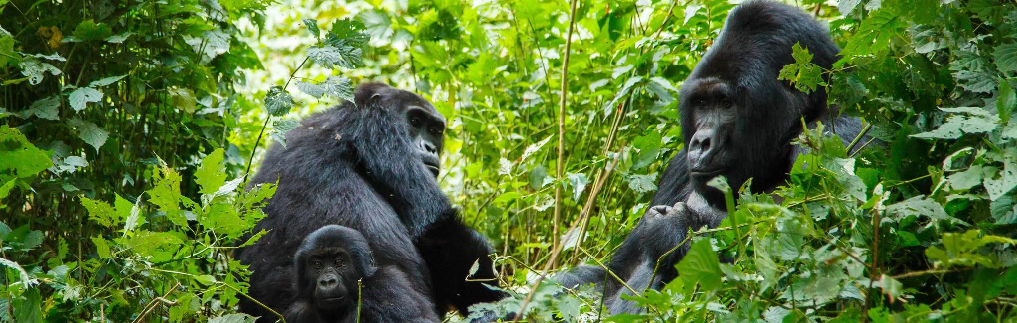 africa-rwanada-mountain-gorillas-in-trees.jpg