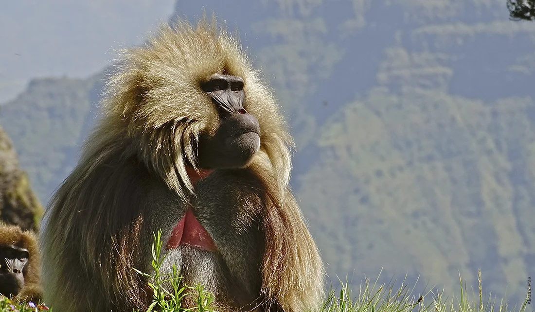 Gelada_gallery_3.jpg