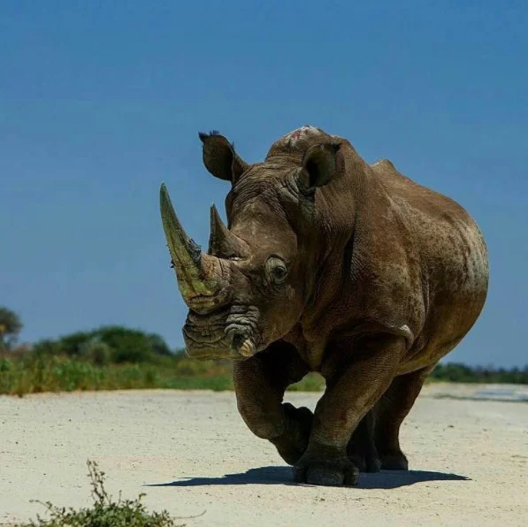 This is a rhino with a story. His horn is covered in green scrapes - paint residue from a custom-made container that carried him out of a poaching hot spot in South Africa to relative safety in Botswana. Accompanied by vast security detail, he has traveled by plane, truck and helicopter to reach this new home.