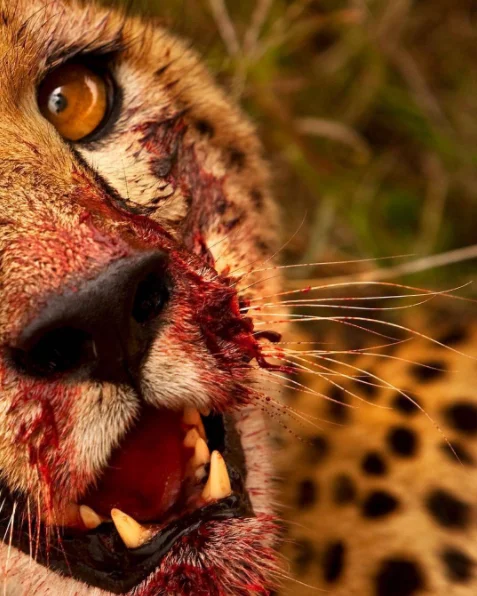 This cheetah has been caught tucking into it's dinner. In general, the diet of the cheetah consists of gazelle, wildebeest calves, impalas, and smaller hoofed animals in its habitat. Furthermore, cheetah may eat rabbits, birds, hares, antelopes, and warthogs. Since water can be very scarce in its native land, cheetahs have the ability to survive with just one drink every three or four days. *info from conservationinstitute.org
