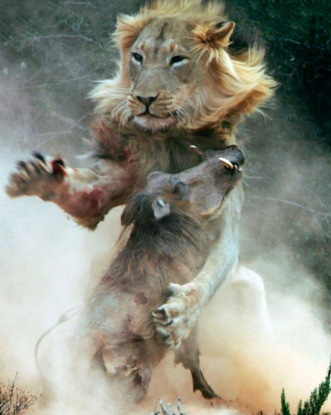 Pumba and Simba hugging after being reunited!... Not really, this warthog looks like dinner. We love this photo, such movement, you can really see the intensity and struggle of life and death. This was our most popular photo from @african.inspired on Instagram this month and it's easy to see why!