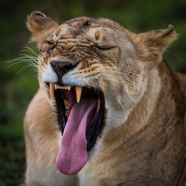We've all felt like this in the morning. Nothing a big old fashioned yawn can't sort out! We love the detail of this shot, from the wrinkles on her forehead, those perfect teeth, to the barbs on her tongue, it's great!