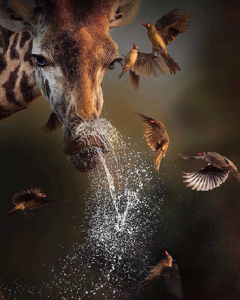 We simply love this photo. It's always great to see animals living side by side in harmony but this photo conveys this as chaos and drama to make a stunning, dramatic shot.