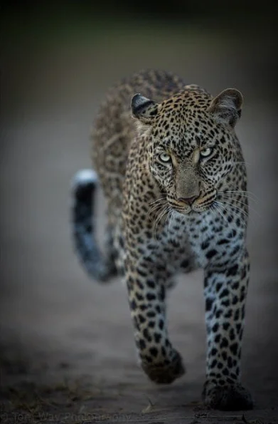Leopards are probably the most beautiful of all the big cats. Their fur is luscious and visually striking whilst also giving the camouflage needed to sneak up on their prey. They have great grace and a certain something in their eyes too!