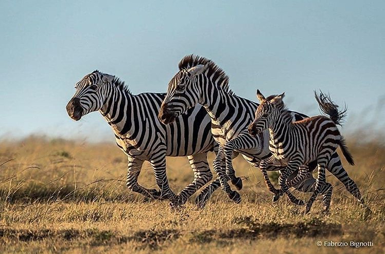 Zebras are very fast-moving animals, and can reach speeds of up to 65kmph when galloping across the plains. This is just fast enough to outpace predators such as lions. Foals can run with the herd within a few hours of birth.