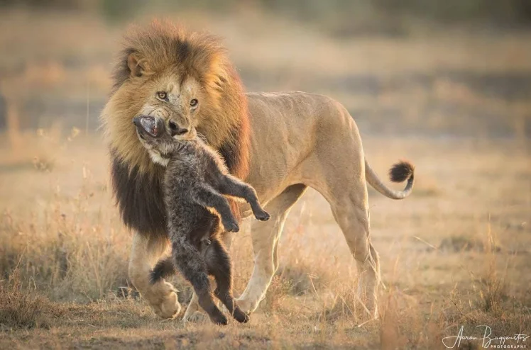 As an African lion stood over its kill, a clan of daring hyenas slowly made their way in enveloping the two. After some moments passed, this hungry lion made an example of a young hyena that made its way to close, warning the others to turn away.