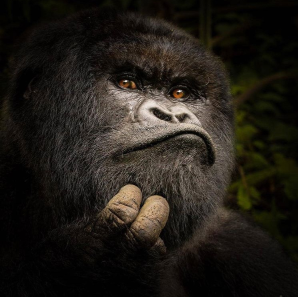 I often find it hard to think of gorillas as animals and not people. They have such human features and expressions. 🦍 What's funny is I realised I was making the exact same face when I found this photo!
