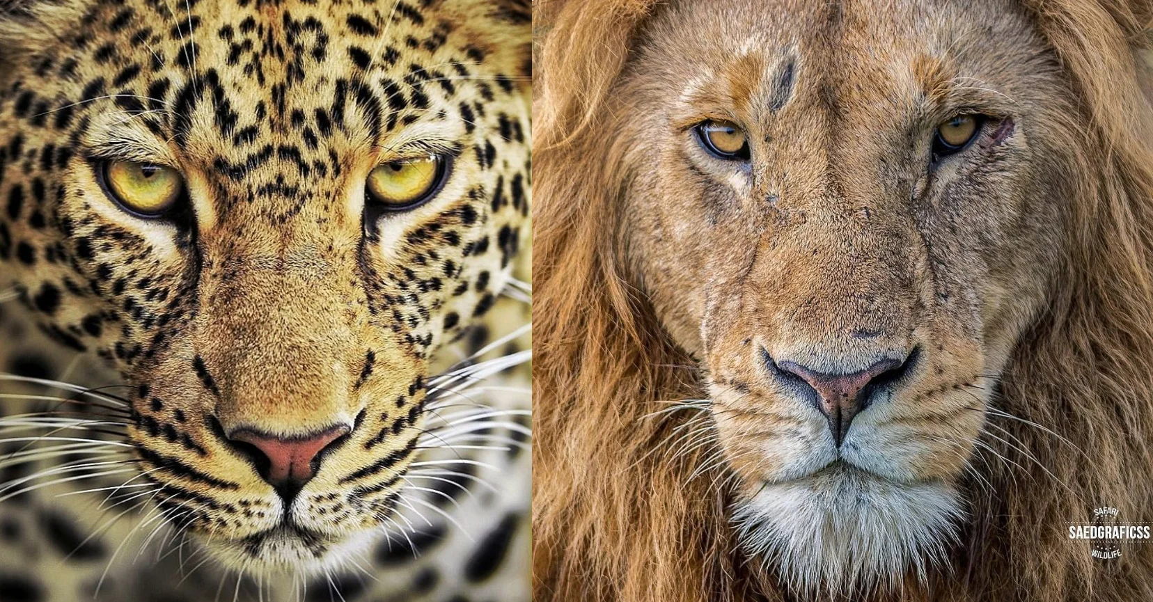 We love both the profile shots of these cats and we the cat's themselves, but when asked which big cat is our favourite we often can't decide! Which is your favourite? Let us know in the comments below! Team Leopard or Team Lion ?