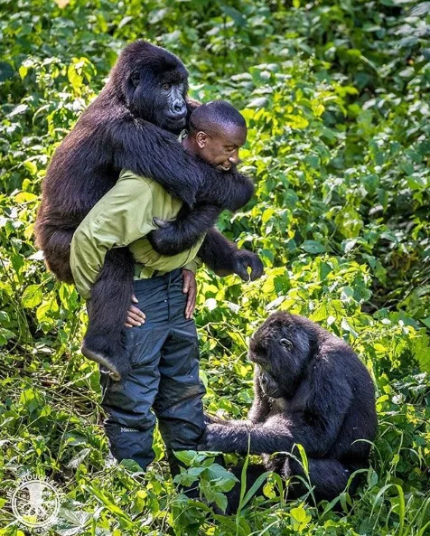 "André Bauma rescued Ndakasi when she was still an infant. Her mother had just been murdered, and without André, the other Virunga NP rangers, and veterinarians from Gorilla Doctors she would have died within days, if not hours. Ten years later, to her, André is both mother and father, and when one of the other mountain gorillas at Senkwekwe - there are three other orphans being cared for here - wants his attention, she can get a bit jealous. Although she now weighs over 70kgs, she loves being close to him, and climbs onto his back for a piggyback ride every chance she gets. “I’m getting too old for this,” an exhausted and sweaty André told me after half an hour of rough play with Ndakasi and Ndeze (who also wanted her share of André’s attention), his shirt torn. “But I will always be here. They are my children.” He’s a great man, André, and spending time with him was a real privilege." - Marcus Westberg