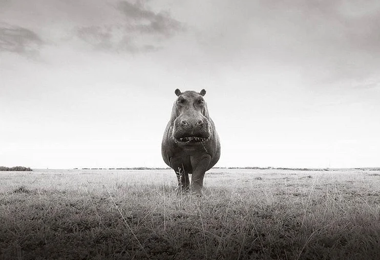"Hippos are very cool animals, well I think so anyway. They somehow make you smile every time by how simply how they look and act. It is not uncommon to see them out dry land as they make their way home after a night of grazing but I’d never had I been able to get my camera this close before as they are very shy out of water." - Graeme Purdy