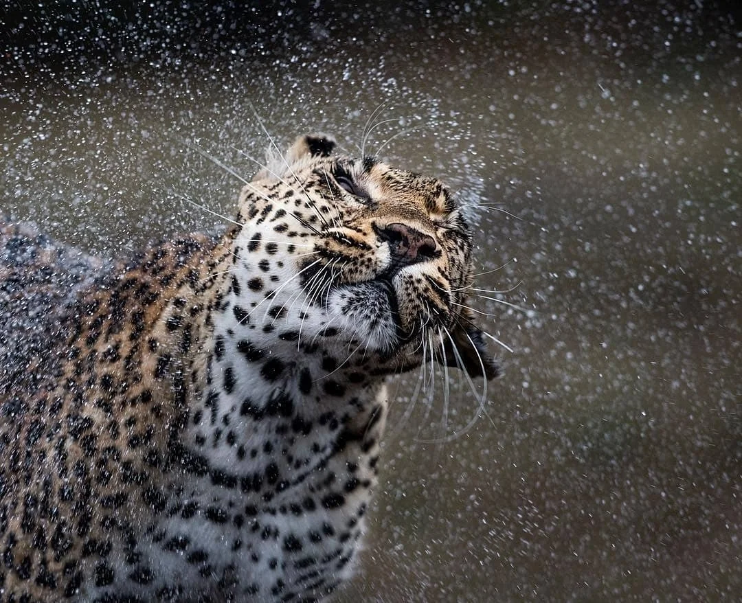 “The Tamboti female was an incredibly special leopard, it was a privilege to glance into her life for nearly six years! More importantly I was able to share special moments, especially when this one with a good friend and mentor Sergey Gorshkov.” Don Heyneke