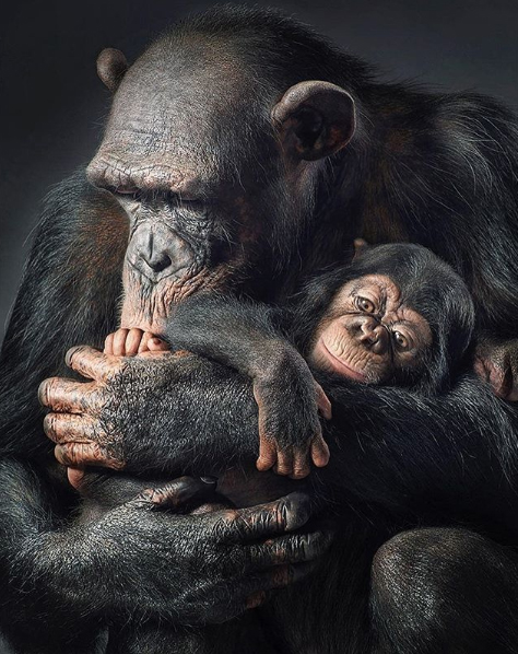 “All of the Great Ape species are Endangered... except for one, us.” Tim Flach