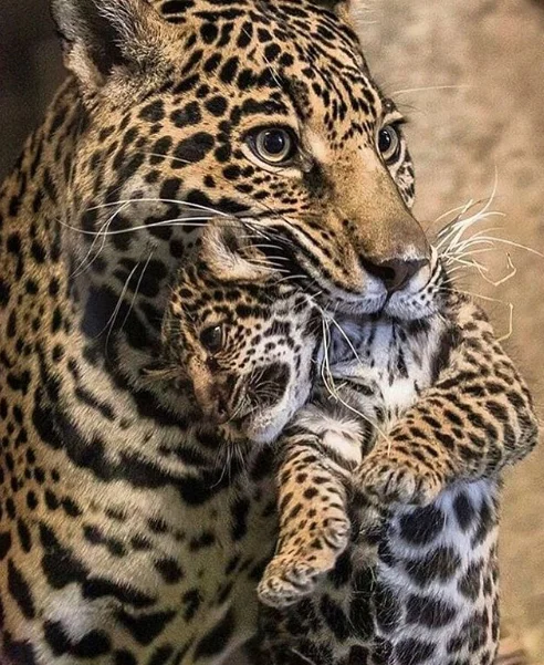 In a leopard cub’s early days they are vulnerable and must be taken care of by their mothers until they are strong enough to fend for themselves.