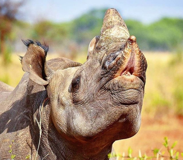 "This is Kamuchacha, one of our adult black rhino cows, displaying the "flehmen response" after picking up the scent of where a male black rhino had passed by earlier. The flehmen response facilitates the transfer of pheromones and other scents into the Jacobson's organ located above the roof of the mouth." Imire Wildlife Conservation