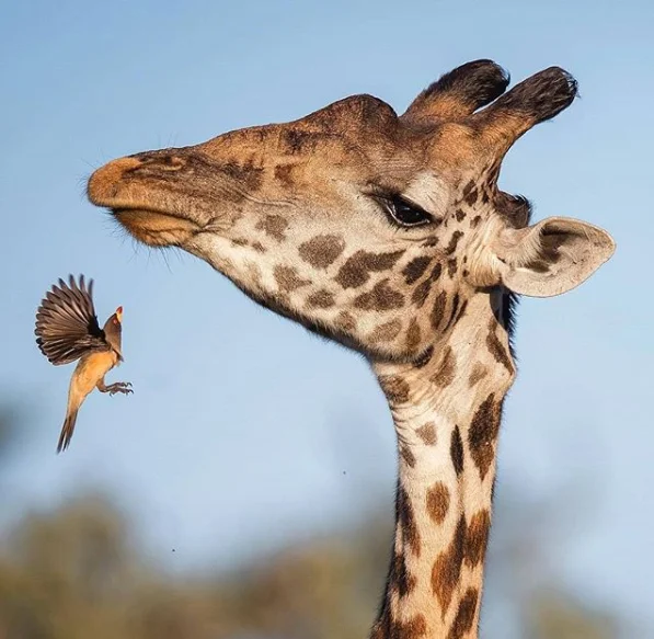 A Yellow-billed oxpecker trying to navigate its way onto this male giraffe’s head. These birds actually benefit these animals by feeding on ectoparasites and reducing their tick load.