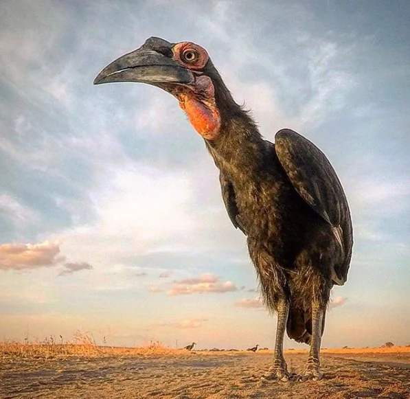 This stunning photo of a Southern Ground Hornbill was taken using a GoPro!