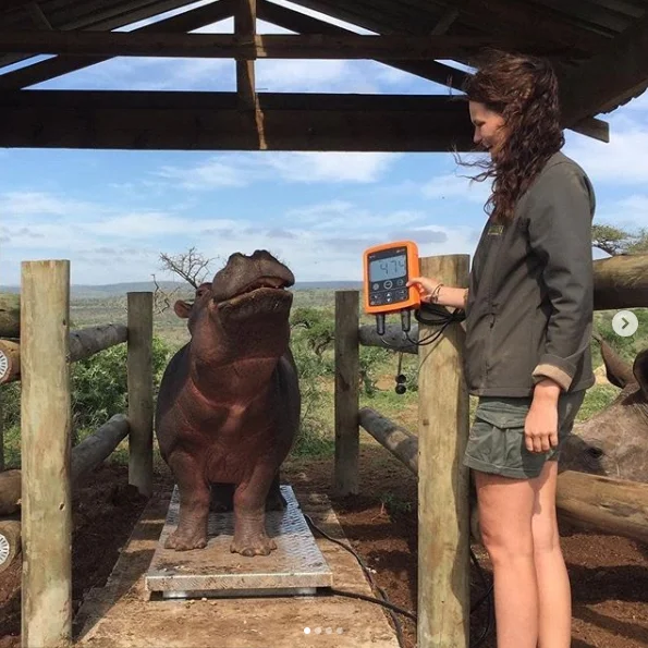Doesn't that hippo look happy! 😁 "Our little ones are getting used to their new scale from Gallagher! We did a weigh in this morning and they all did such a great job on the scale!" - Zululand Rhino Orphanage