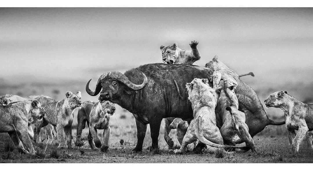 "One moment from a dramatic scene, a pride of Lions hunting a bull Buffalo in the grasslands around Musiara Marsh. Almost one hour of battle for life, eventually won by the lions. This image is included in my book "Light and Dust", available on Amazon and in bookstores worldwide. Masai Mara, October 2014" . Photo & caption from @federico_veronesi