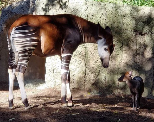 A beautiful okapi with red duiker in San Diego zoo taken by Michelle Fryer from Creations For Wildlife.