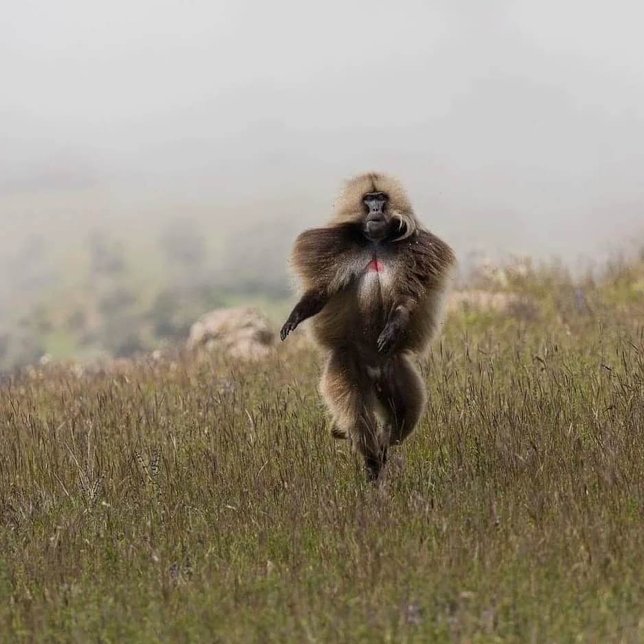 This Gelada Monkey looks like he's strutting his stuff on the runway! . Taken in the Simien Mountains, Ethiopia.