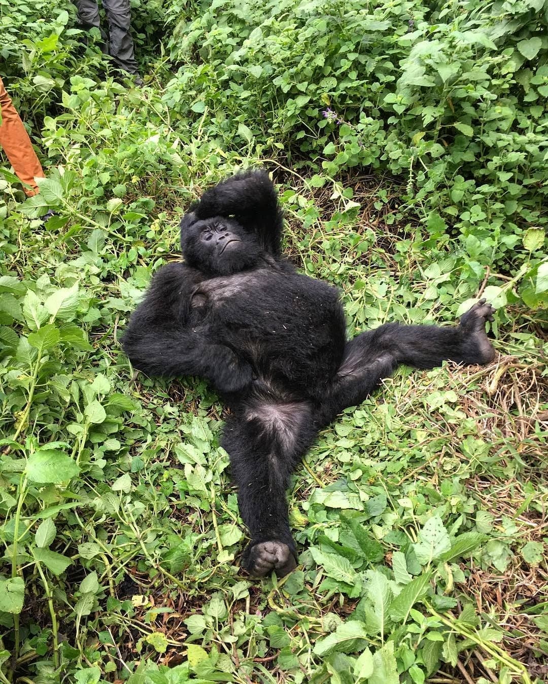 We simply love this, and itโs even better that itโs not taken by a professional and is just a chance encounter! Look at him posing away for his photograph to be taken. An incredible capture. "This guy! I'm pretty sure he was posing for me. He kept looking over to make sure I was paying attention." Petit Chou